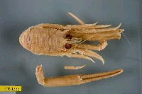 藏品(首頸刺鎧蝦)的圖片